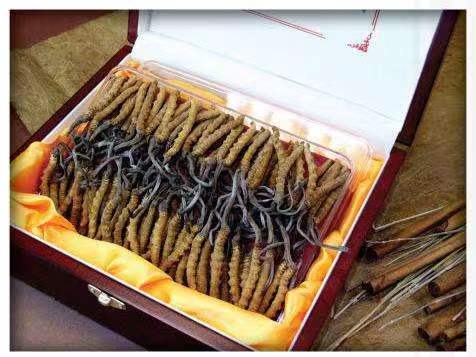 成县冬虫夏草回收